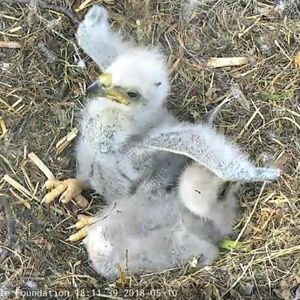 Meet your Posher, Janet